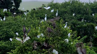 OC NJ Cranes Egrets Reunion