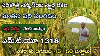 ఎర్ర వడ్లుతో రైతు సంబరం || MTU - 1318 Best Paddy Variety for Kharif ||అధిక దిగుబడి ఎకరాకు 50 బస్తాలు