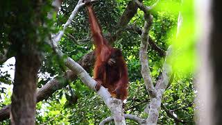 Young orangutan sits on a tree in the jungle. Borneo Island. Indonesia.