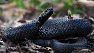 Black Snake |The most venom snake #shorts