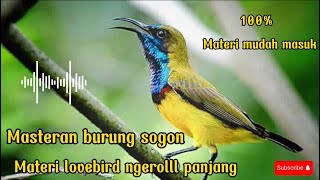 Masteran burung sogon materi lovebird ngerolll panjang suara jernih materi mudah masuk🔥🔥#sogokotong