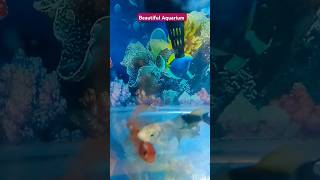 Beautiful Aquarium #shorts #short #subscribe #viralshort #instagram #love #seaworld #reels #viral