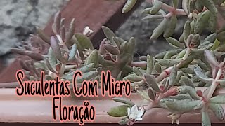 Suculentas com micro floração # Suculentas Delicadas