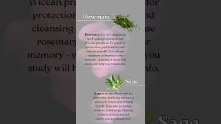 Top 4 Herbs Every Witch Needs in Their Garden! 🪴