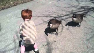 Canada Goose Attack