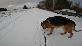 German shepherd on walk. Eros på tur. 23.11.2024. welcome to winterland  part 2.