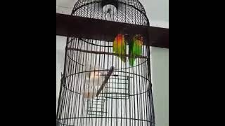 Terbongkar cara main perjodohan lovebird untulan agar lovebird ngekek panjang