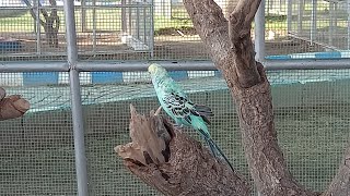 Budgerigar Aviary in Pakistan آسٹریلین طوطے