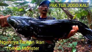 NGERINYA TARIKAN IKAN  TOMAN MONSTER