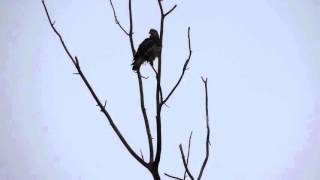 Bald Eagle Invasion - South Elgin, IL 02/15/2016