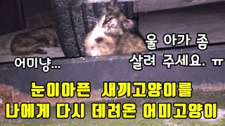 눈이 아픈 새끼고양이를 살려 달라고 나에게 데려온 어미고양이 새끼고양이 구조