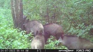 Wild Hogs with pine Tar/Mežacūkas