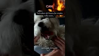 Nel calore del fuoco che crepita nella notte #cani #animali #aforismi #frasedelgiorno #saggezza