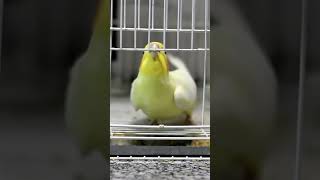 The cockatiel escape (weiro bird)