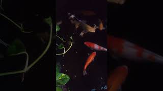 koi sehat sehat setelah sakit 1 minggu #banyuwangi #ikanhias #fish #ikankoki