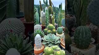 cactos 🌵  e suculentas