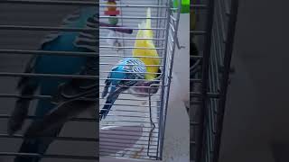 Kiwi a Čimča jí proso🦜💞🎀💗