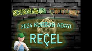 Keremin Çiftliği 2024 Kurbanlık Büyükbaş Reçel - SATILDI