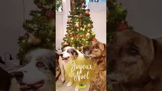 Joyeux Noël à toi et ton Chien !