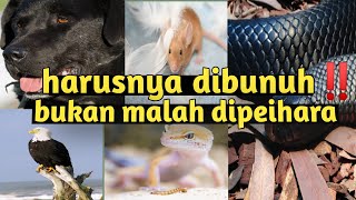 jangan pelihara ‼️ hewan ini dianjurkan untuk di bunuh