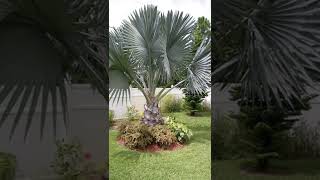 canteiro para o seu jardim#jardim #yutubeshorts #jardinagem #plantas #viral #jardineiro