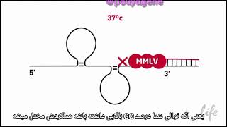 سنتز cDNA