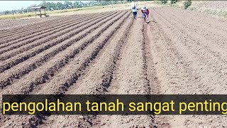 dua metode penanaman bawang merah