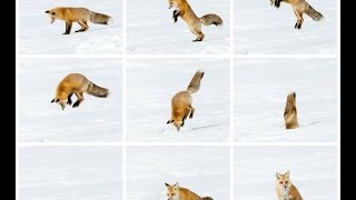 Fox Jump High In A Single Bounce