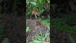 keşif#shorts  #cat #catsgarden #cute #curiouscat #nature #animals #cuteanimals #cats