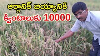 ఆర్గానిక్ వరి సాగు organic paddy farming @MalleshAdla