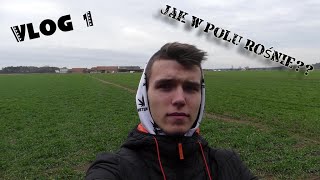 Vlog1🔥Jak w Polu Rośnie?🔥Czy będą nowe nabytki?🤔 Mafiabron Team🔥