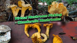 "Virtual" Mushroom Picking Tour - Chanterelle