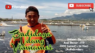 BUDIDAYA UDANG VANNAMEI DITENGAH COVID-19 (PERKEMBANGAN UDANG VANNAMEI DOC 30an) #2