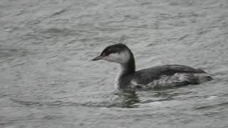 Horned Grebes