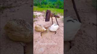 New Unique Animals Bird Trap using Ax #shorts #Traps