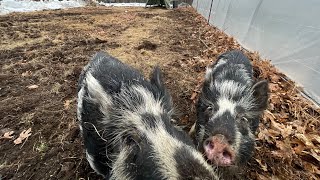 The Pigs’ First Day Behind Premier 1 Electric Netting. YIKES!