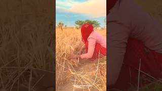 wheat Harvest. #rajasthan #desi #farming