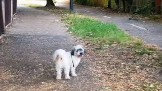 Kookie the Shichon met a fox in West London