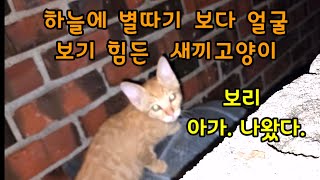 새끼고양이는 어디두고 홀로 나와 있는 어미고양이