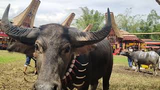 Beginilah Bentuk Kerbau yang di Pakai dalam MENERIMA Dan MENGANTAR Tamu Di Ritual Rambu Solo' TORAJA