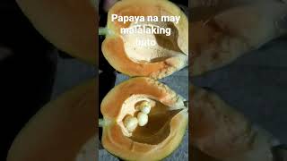 KAKAIBANG PAPAYA SA LAGUNA