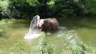 The Elephant Sanctuary | Billie Splashing in Pond