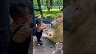 #lion #lionfight #animals #zoo #cute #baby #ytshorts #trending #youtuberrs