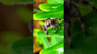 That jump 😍 #spider #arachnid #arachnophobia#jumpingspider #phidippusregius #florida