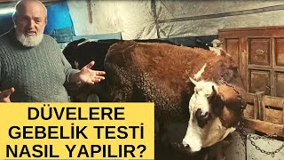 DÜVELERE GEBELİK TESTİ NASIL YAPILIR