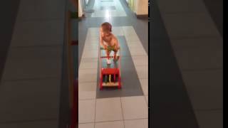 Baby walking in the hallway (Petey is 10 months and 2 weeks old)