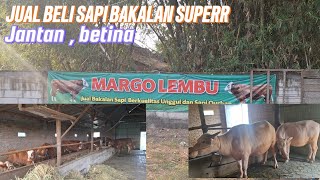 MARGO LEMBU ‼️ PUSAT Y SAPI BAKALAN SUPERR ,HARGA MURAH