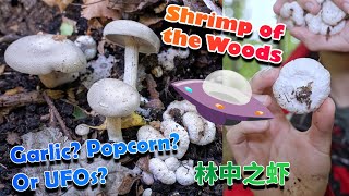 Shrimp? UFO? Garlic? Or Popcorn? Shrimp of the wood – Entoloma abrotivum