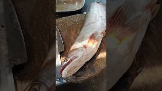 Giant serang catfish cutting in dawdi#fish #short #shorts  fish marke#share #youtubeshorts