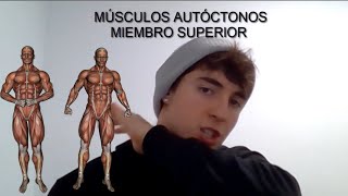 MÚSCULOS AUTÓCTONOS MIEMBRO SUPERIOR- Origen, Inserción, inervación, acción.